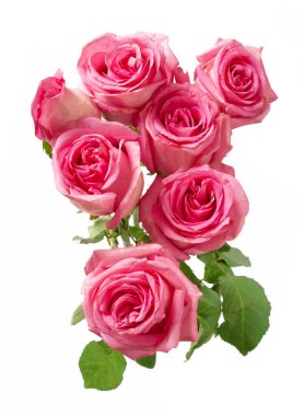 Beyaz arka planda izole güzel güller