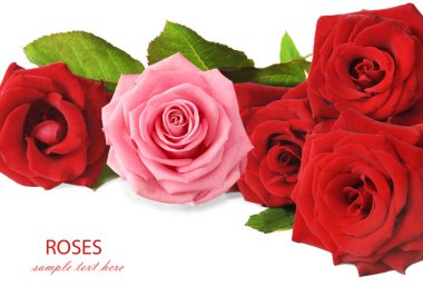 Beyaz arka planda izole güzel güller