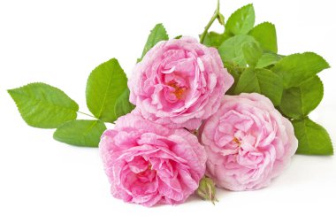 Beyaz arka planda izole güzel güller