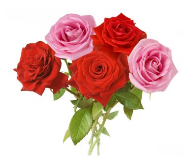 Beyaz arka planda izole güzel güller