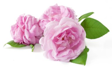 Beyaz arka planda izole güzel güller