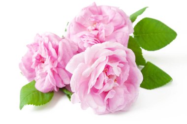 Beyaz arka planda izole güzel güller