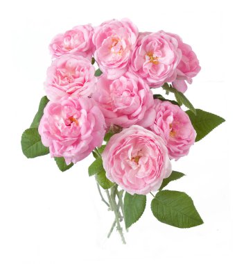 Beyaz arka planda izole güzel güller