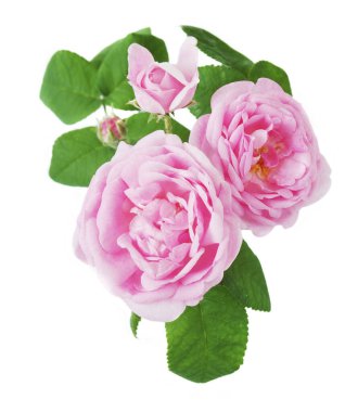 Beyaz arka planda izole güzel güller