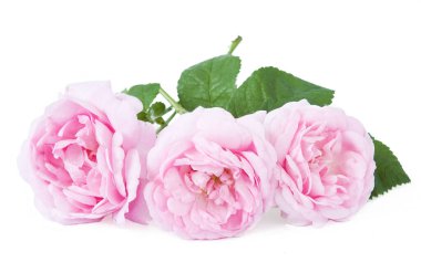 Beyaz arka planda izole güzel güller