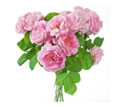 Beyaz arka planda izole güzel güller