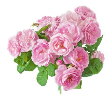 Beyaz arka planda izole güzel güller