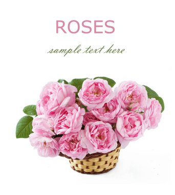 Beyaz arka planda izole güzel güller