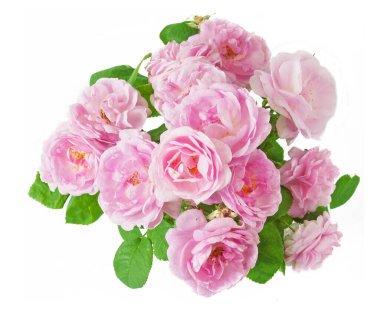 Beyaz arka planda izole güzel güller