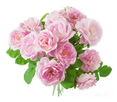 Beyaz arka planda izole güzel güller