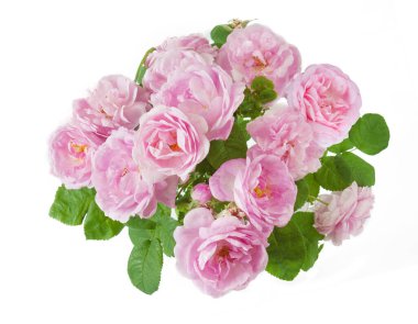 Beyaz arka planda izole güzel güller