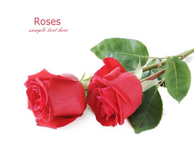 Beyaz arka planda izole güzel güller