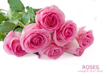 Beyaz arka planda izole güzel güller