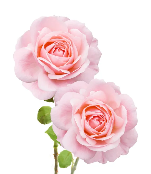 Hermosas Rosas Ramo Aislado Sobre Fondo Blanco —  Fotos de Stock
