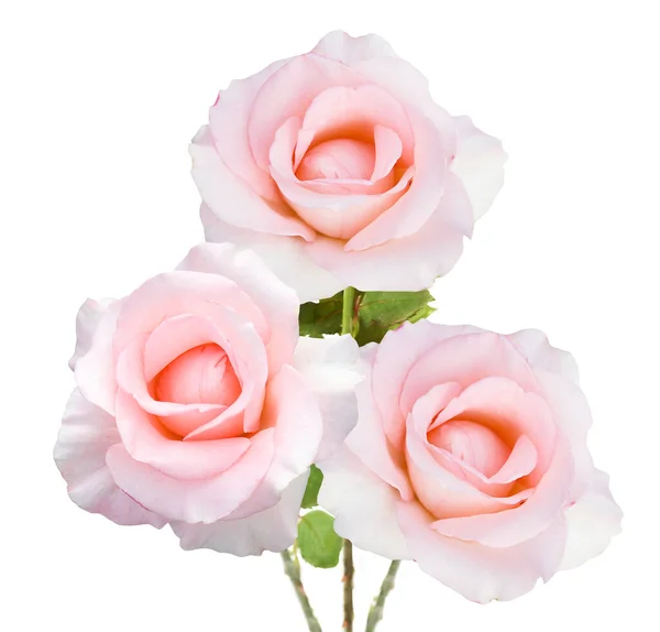 Beautiful Roses Bunch Isolated White Background — Stock Photo, Image