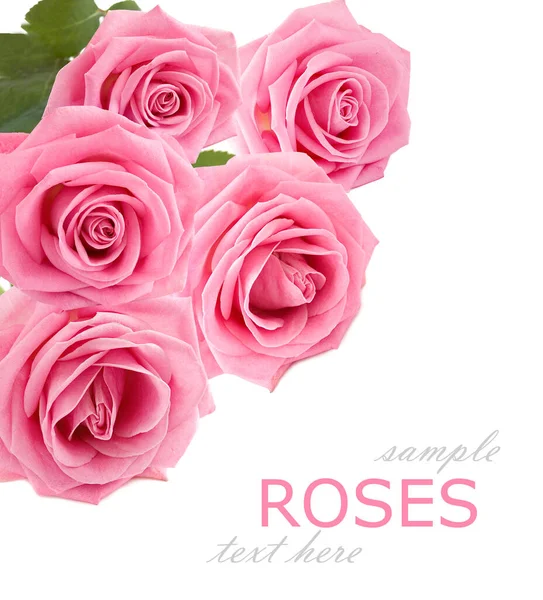 Hermosas Rosas Ramo Aislado Sobre Fondo Blanco — Foto de Stock