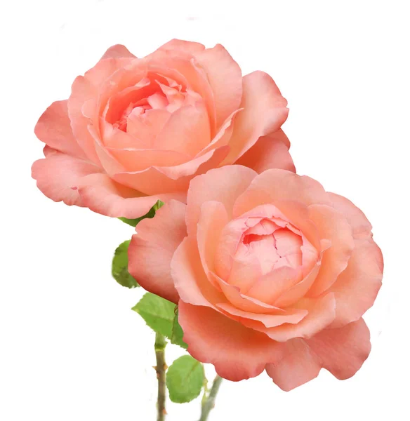 Beautiful Roses Bunch Isolated White Background — Stock Photo, Image