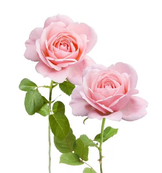 Beautiful Roses Bunch Isolated White Background — Stock Photo, Image