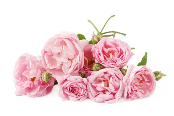 Beautiful Roses Bunch Isolated White Background — Stock Photo, Image