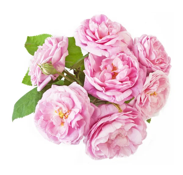 Beautiful Roses Bunch Isolated White Background — Stock Photo, Image