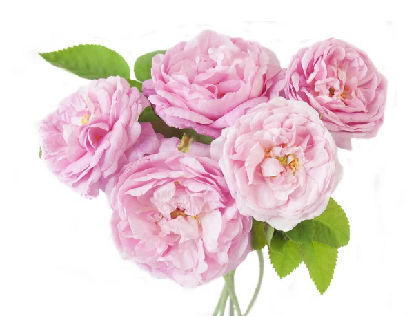 Beyaz arka planda izole güzel güller