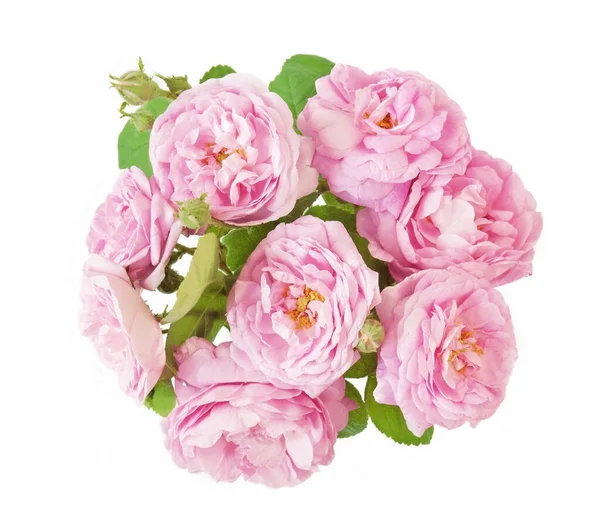 Beyaz arka planda izole güzel güller