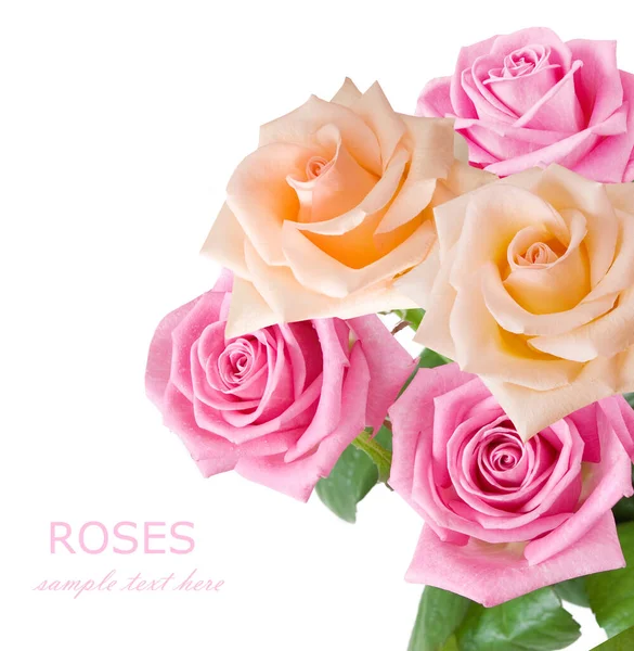 Beautiful Roses Bunch Isolated White Background — Stock Photo, Image