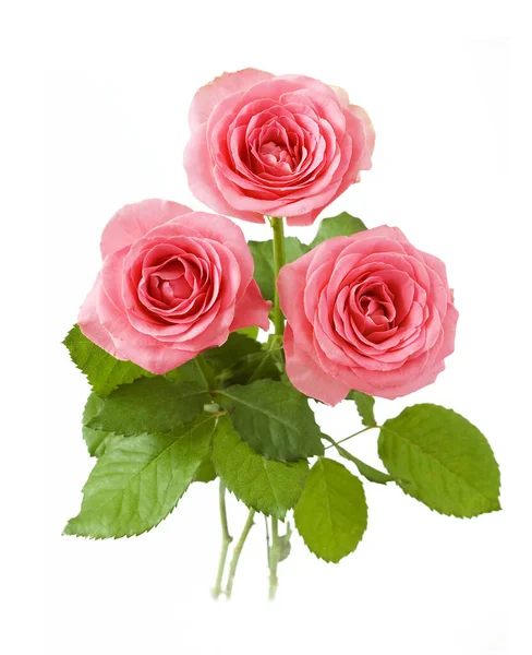 Beautiful Roses Bunch Isolated White Background — Stock Photo, Image