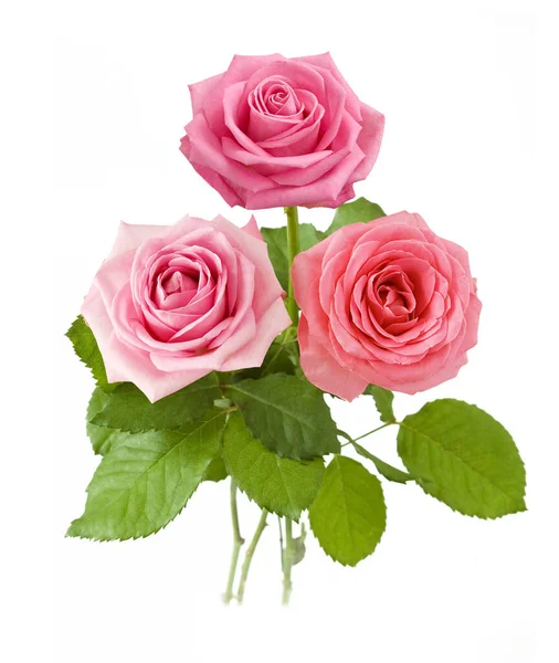 Schöne Rosen Haufen Isoliert Auf Weißem Hintergrund — Stockfoto