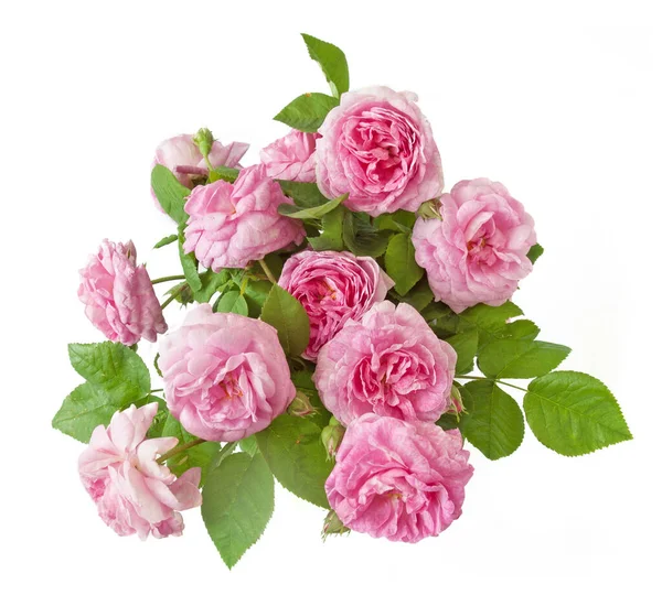 Beyaz arka planda izole güzel güller