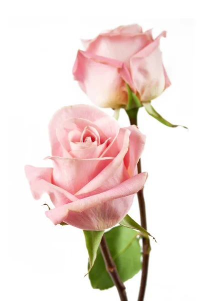 Beautiful Roses Bunch Isolated White Background — Stock Photo, Image