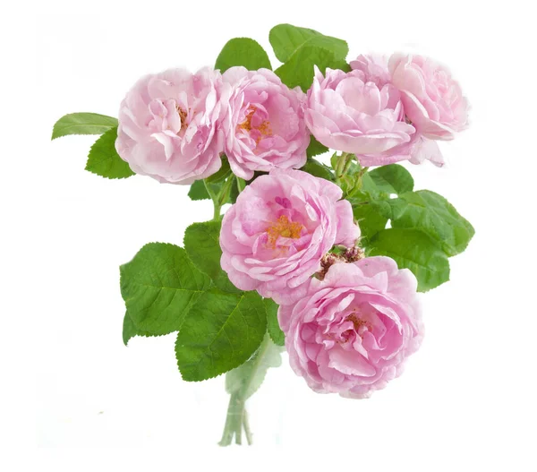 Beyaz arka planda izole güzel güller