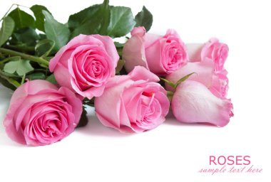 Beyaz arka planda izole güzel güller