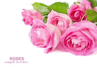 Beyaz arka planda izole güzel güller