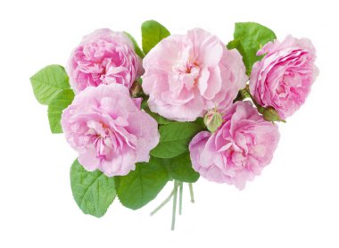 Beyaz arka planda izole güzel güller