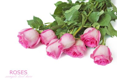 Beyaz arka planda izole güzel güller