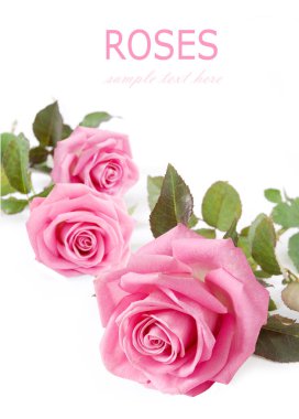 Beyaz arka planda izole güzel güller