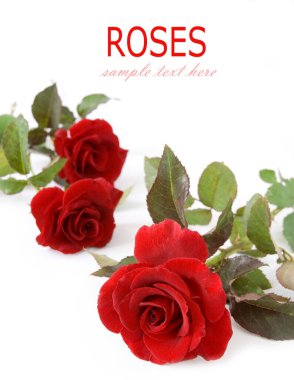 Beyaz arka planda izole güzel güller