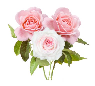 Beyaz arka planda izole güzel güller