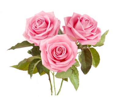 Beyaz arka planda izole güzel güller