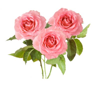 Beyaz arka planda izole güzel güller