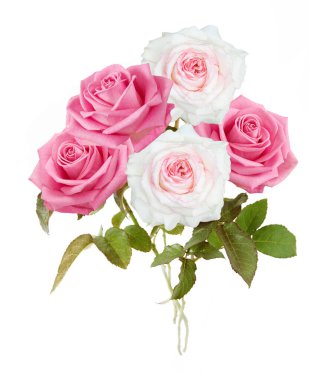 Beyaz arka planda izole güzel güller