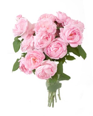 Beyaz arka planda izole güzel güller