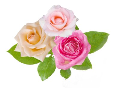 Beyaz arka planda izole güzel güller