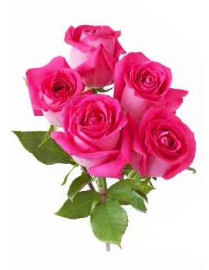 Beyaz arka planda izole güzel güller