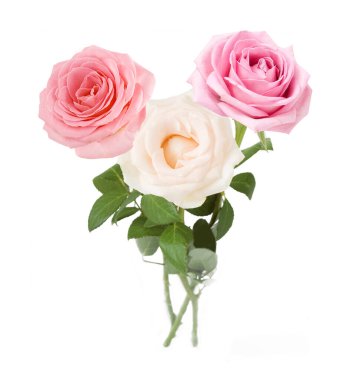 Beyaz arka planda izole güzel güller