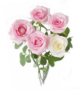 Beyaz arka planda izole güzel güller