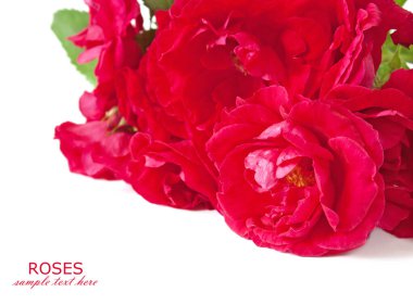 Beyaz arka planda izole güzel güller