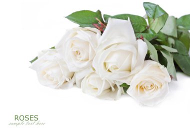 Beyaz arka planda izole güzel güller