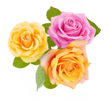 Beyaz arka planda izole güzel güller